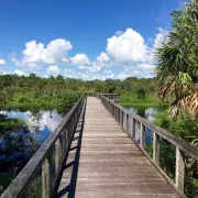 Explore the boardwalk at Freedom Park