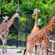 Giraffes at the Naples Zoo.