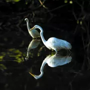 Two egrets stand in a lake.