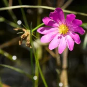 A delicate patch of white flowers will suddenly ap