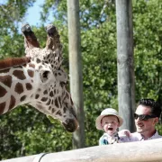 Get up close and personal with a Giraffe at the Na