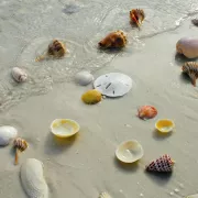 shells.jpg