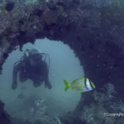 wasmer-reef.jpg
