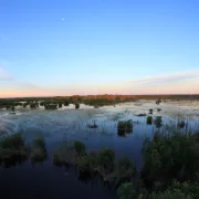 Everglades at sunset