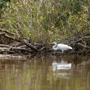 Big Cypress National Preserve