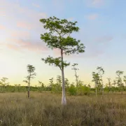 Big Cypress National Preserve