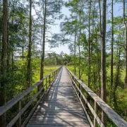 Corkscrew Swamp Sanctuary