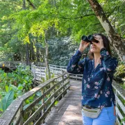 Audobon's Corkscrew Swamp Sanctuary