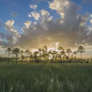 Big Cypress National Preserve