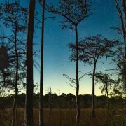 How to Explore Big Cypress at Night: The Ultimate Dark Sky Travel Guide