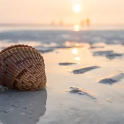 Shelling on Tigertail Beach