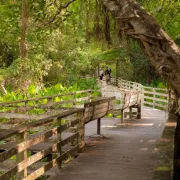 Collier County Audubon Society Photo