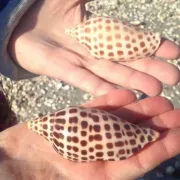 Sand Dollar Shelling Photo