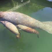 Manatee Sightseeing and Wildlife Adventures Photo