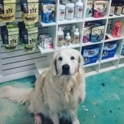 Wholesome Hound Photo