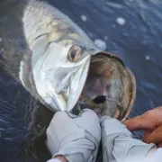 Everglades Fishing Charters with Lee Guide Co. Photo