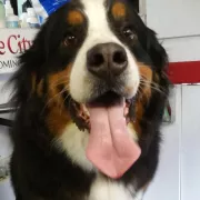 Suds in the Sun Mobile Pet Grooming & Spa Photo