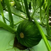 Inyoni Organic Farm Photo