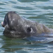 Wild Florida Ecotours Photo