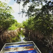 Everglades City Airboat Tours Photo