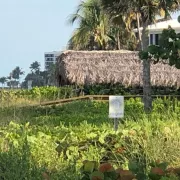 Keep Collier Beautiful Photo