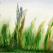 watercolors Rookery Photo