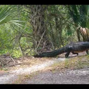 MyFWC Florida Fish and Wildlife Photo