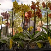 Naples Orchid Society Annual Show & Sale Photo