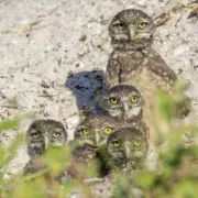 Burrowing Owls by Jean Ball Photo