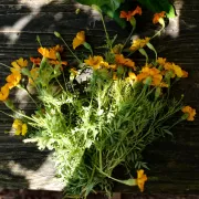 Bouquet of small yellow flowers on a wooden bench Photo