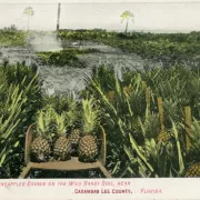 Vintage pineapple postcard Photo
