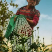 Man in a red shirt and hat using a green watering can Photo