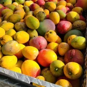 Mangos in a metal basket Photo
