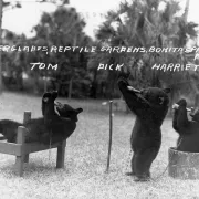 bears playing, black and white Photo