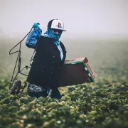 Farmworker in blue carrying a cardboard box through a field Photo
