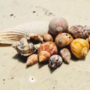 Sand Dollar Shelling Photo