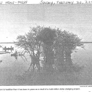 Black and white newspaper clipping of a large tree in Lake Trafford Photo