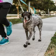 Run for the Paws Photo