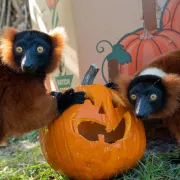 Boo at The Zoo - Lemur with Pumpkin Photo