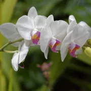 Naples Orchid Society Annual Show & Sale at Naples Botanical Garden Photo