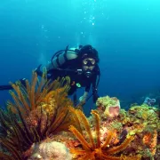 Dive is easy fun and exciting! Photo