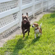 Riley and Penny on the fly! Photo
