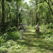 Bird Rookery Swamp trails Photo