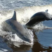 Dolphin Explorer Photo