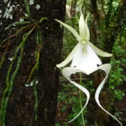 The magnificent Ghost Orchid Photo