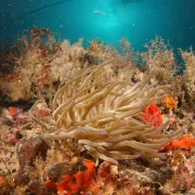 Scuba Diving Photo