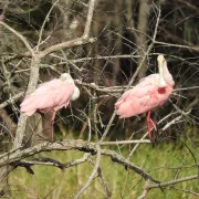 Everglades Day Safari Photo