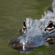 Everglades Area Tours Photo