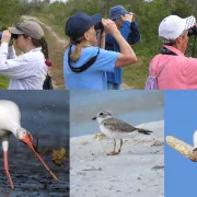 Birding Basics Photo