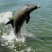 Everglades Boat Tours Photo